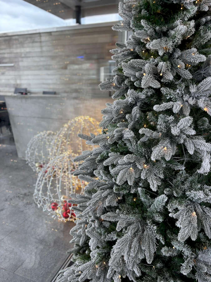 sapin-blanc-indoor-2