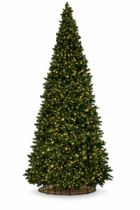 sapin-vert-conique-600cm-outdoor-1