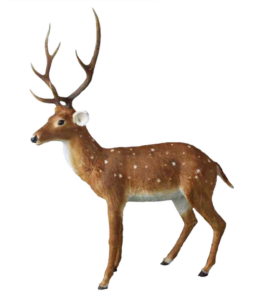 automate-cerf-brun