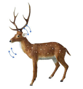 Cerf Brun sur ses pattes- tête droite animée