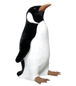 petit-pingouin-tete-levee-corp-anime