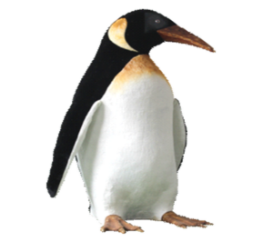 pingouin-femelle-debout-ailes-animees