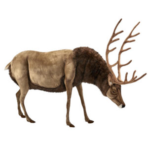 automate-cerf