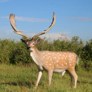 cerf